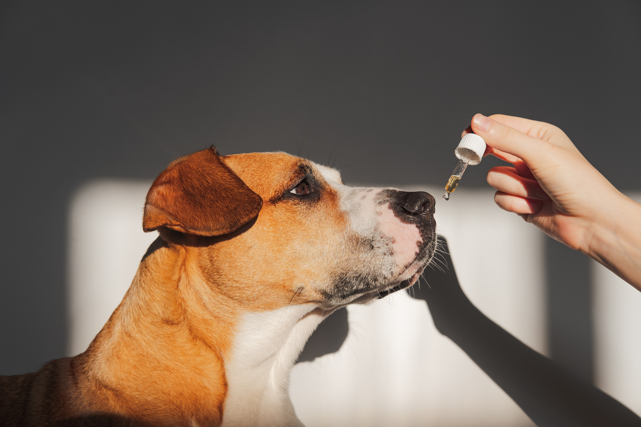 Are CBD Oil Dog Treats Safe?